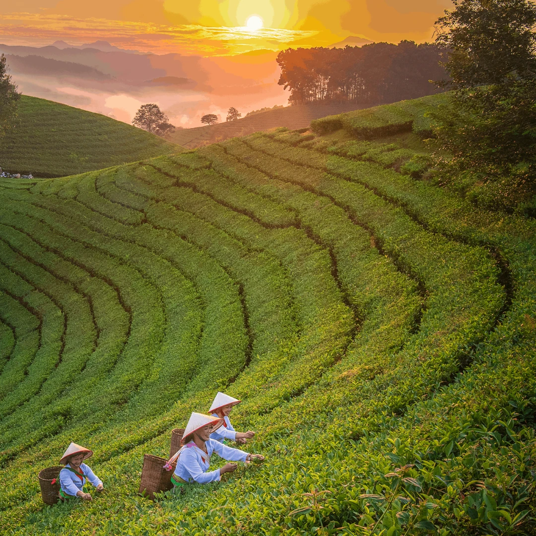 NuTea organic tea with spices and natural ingredients